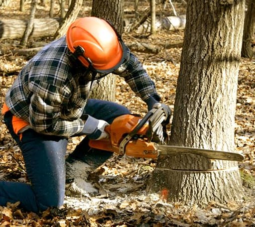 Tree Removal in Doran, VA